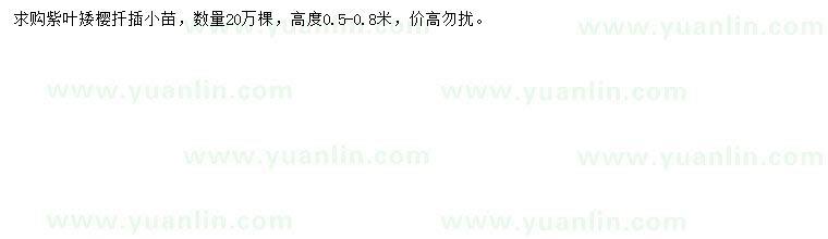 求購(gòu)高度0.5-0.8米紫葉矮櫻扦插小苗