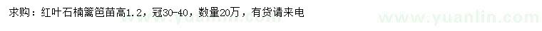 求購高1.2米紅葉石楠