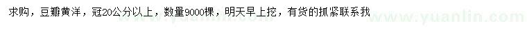 求購冠幅20公分以上豆瓣黃洋