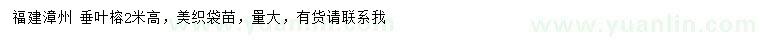 求購高2米垂葉榕