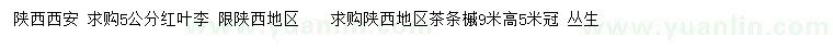 求購5公分紅葉李