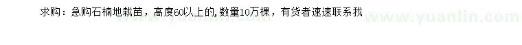 求購高度60公分以上石楠地栽苗