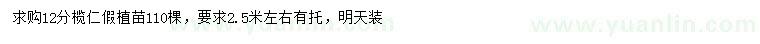 求購(gòu)12公分欖仁假植苗