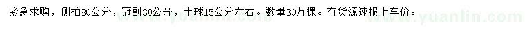 求購(gòu)80公分側(cè)柏