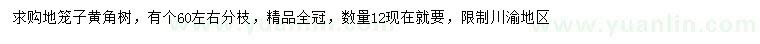 求購地籠子黃角樹
