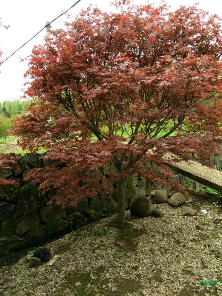 浙江紅楓介紹