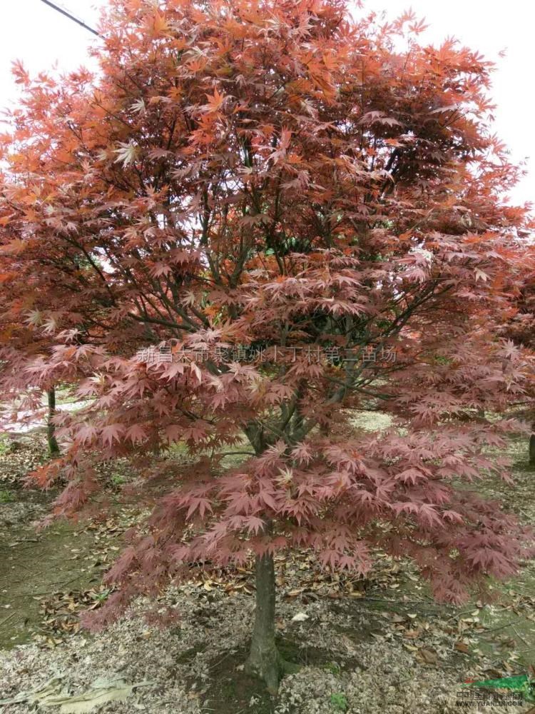 紅楓最新價格/紅楓報價