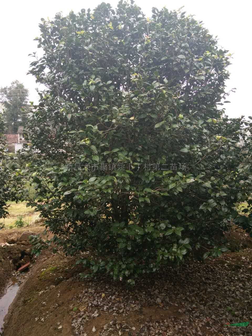 浙江茶花最新报价/茶花图片