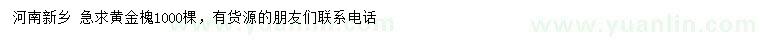 求購黃金槐