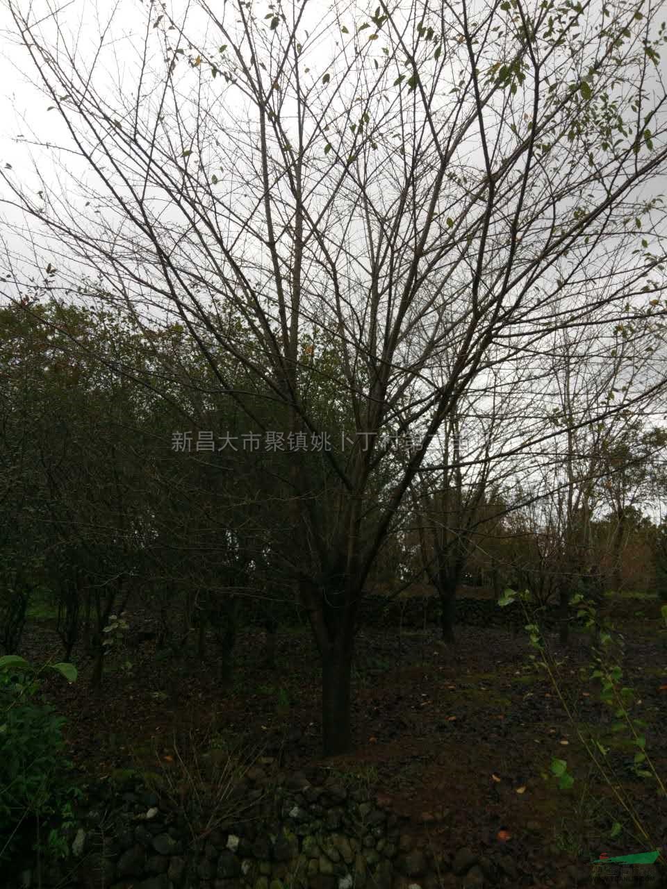 浙江樱花大量出售