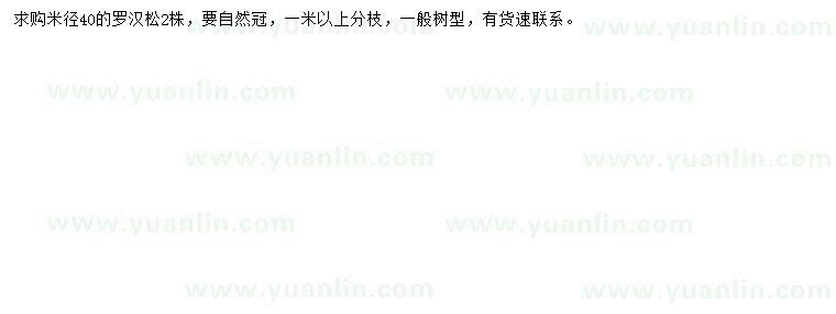 求購米徑40公分羅漢松
