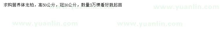 求購(gòu)高50公分龍柏