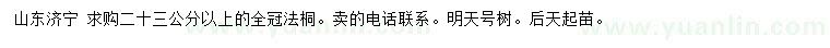 求購23公分以上全冠法桐