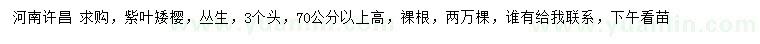 求購高70公分以上紫葉矮櫻