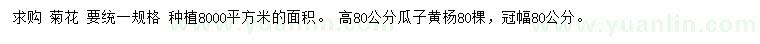 求購菊花、高80公分瓜子黃楊