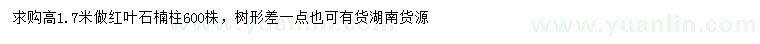 求購(gòu)高1.7米紅葉石楠柱