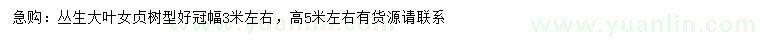 求購冠幅3公分左右叢生大葉貞
