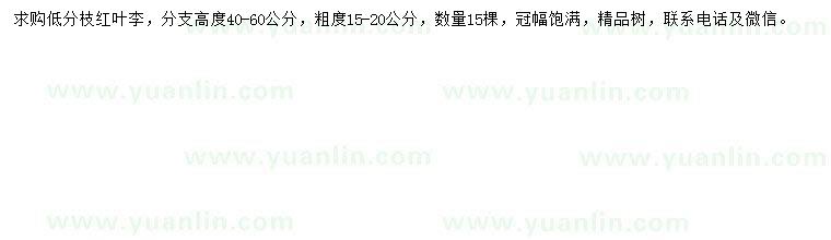 求購粗度15-20公分紅葉李