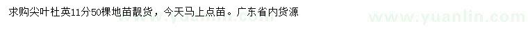求購11公分尖葉杜英