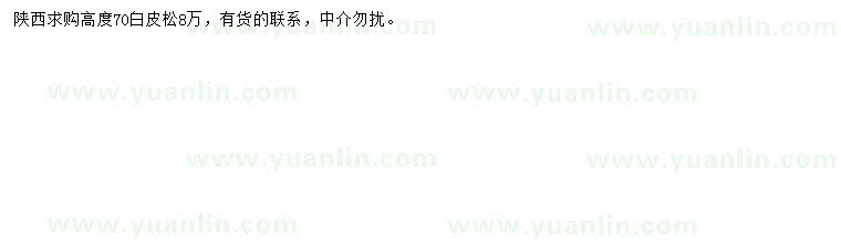 求購高度70公分白皮松