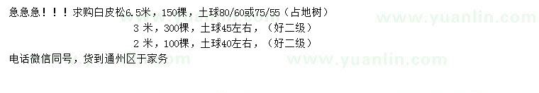 求購2、3、6.5米白皮松