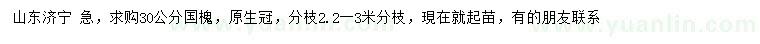 求購30公分國槐