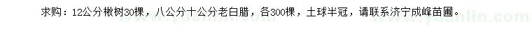 求購(gòu)12公分楸樹(shù)、8、10公分老白臘
