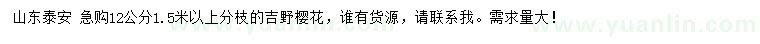 求購12公分吉野櫻花