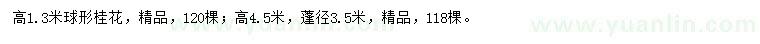 求購高1.3、4.5米桂花