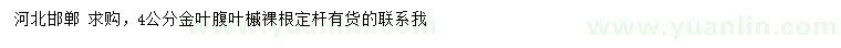 求購4公分金葉腹葉槭