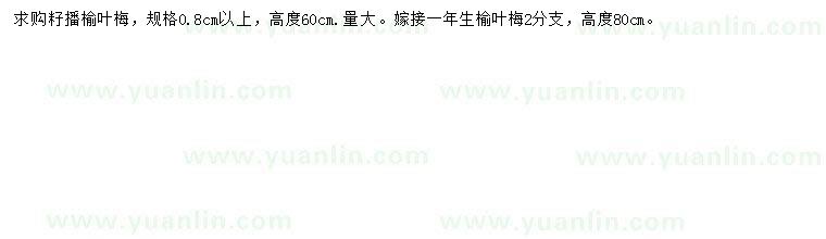求購0.8公分以上榆葉梅