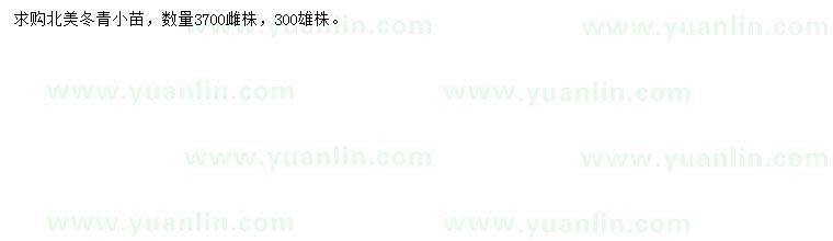 求購北美冬青小苗