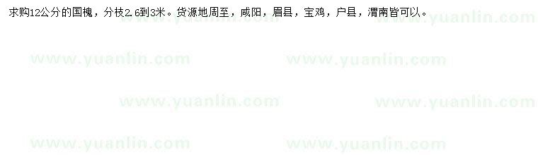 求購12公分國槐