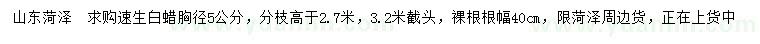 求購胸徑5公分速生白蠟