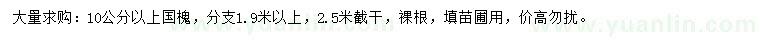 求購10公分以上國槐