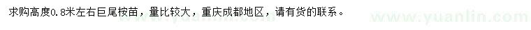 求購高度0.8米左右巨尾桉苗
