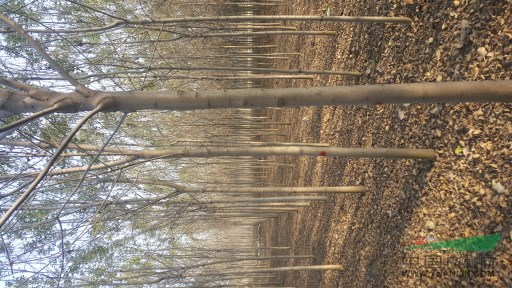 本基地现出售5-12公分速生白蜡及速生法桐5-15公分，1-