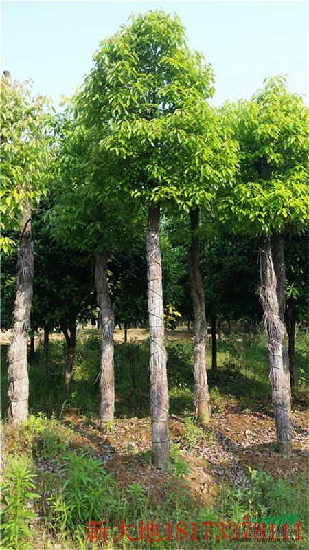 精品移栽香樟價格，造型香樟價格，2-20公分叢生香樟價格