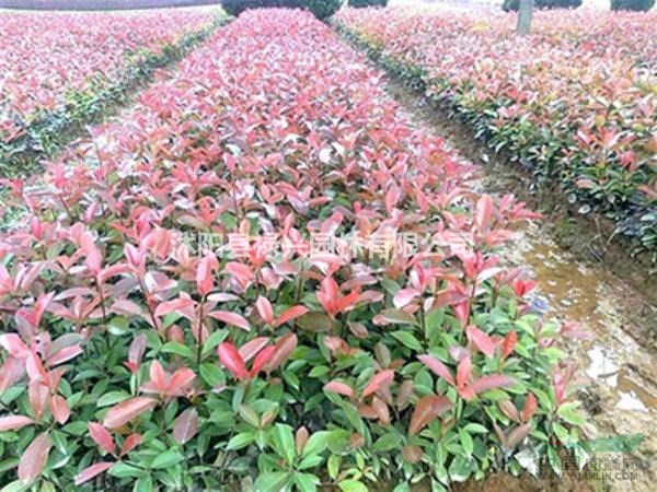 紅葉石楠價(jià)格表 紅葉石楠市場價(jià)格 紅葉石楠規(guī)格