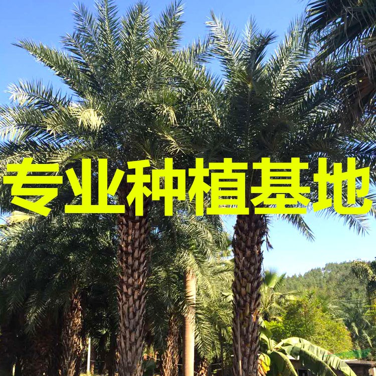 中东海枣4米杆多少钱？中东海枣4米价钱？