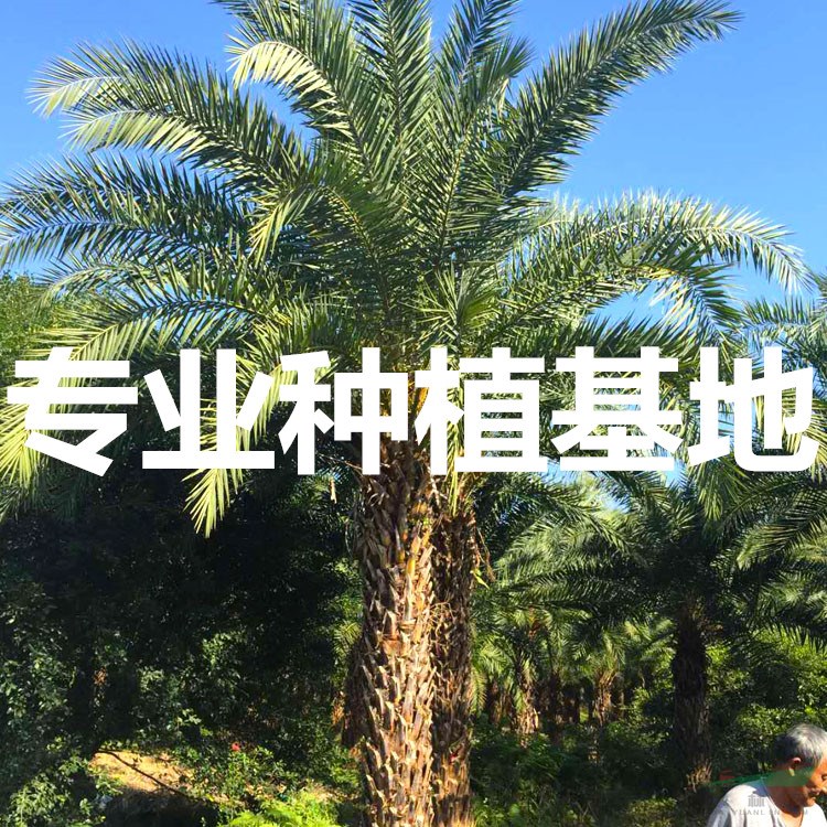 中东海枣图片 银海枣图片 中东海枣银海枣品种一样吗？