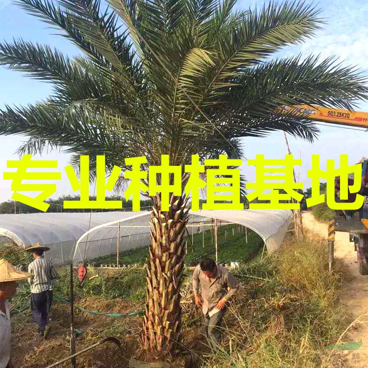 2020年福建中东海枣的价格表！