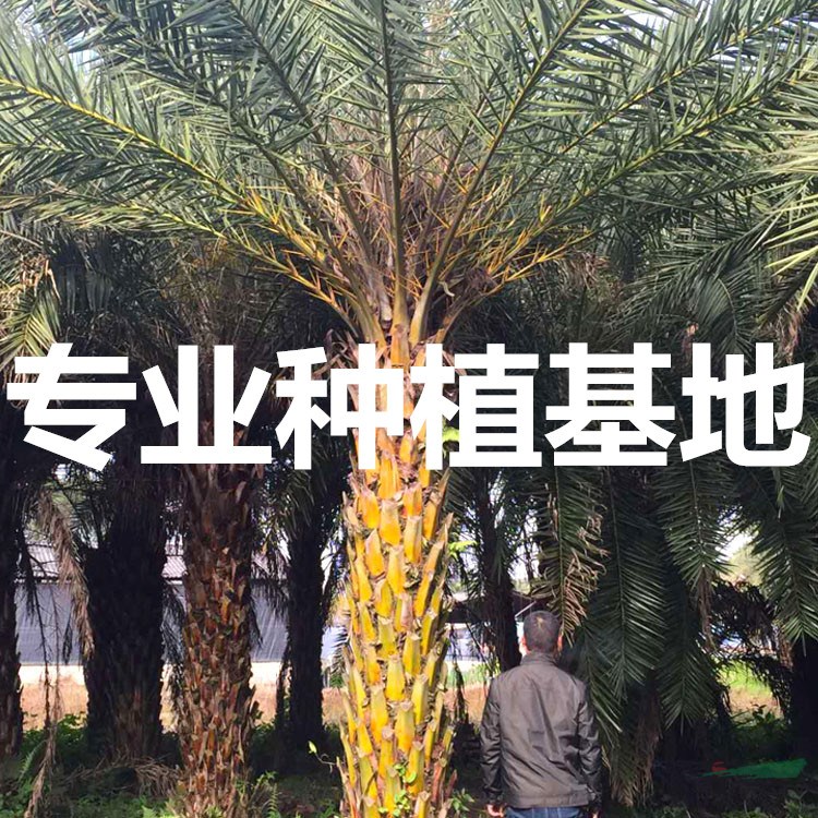 福建中东海枣价格 中东海枣报价 中东海枣行情 中东海枣价钱