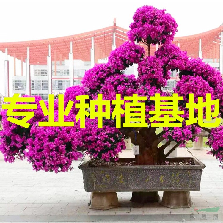 三角梅盆景多少钱 三角梅盆景哪里便宜 三角梅盆景哪里比较多