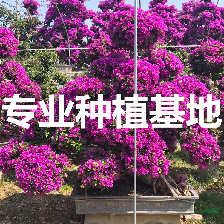 福建哪里有三角梅 福建三角梅哪里比较多 福建三角梅哪里便宜