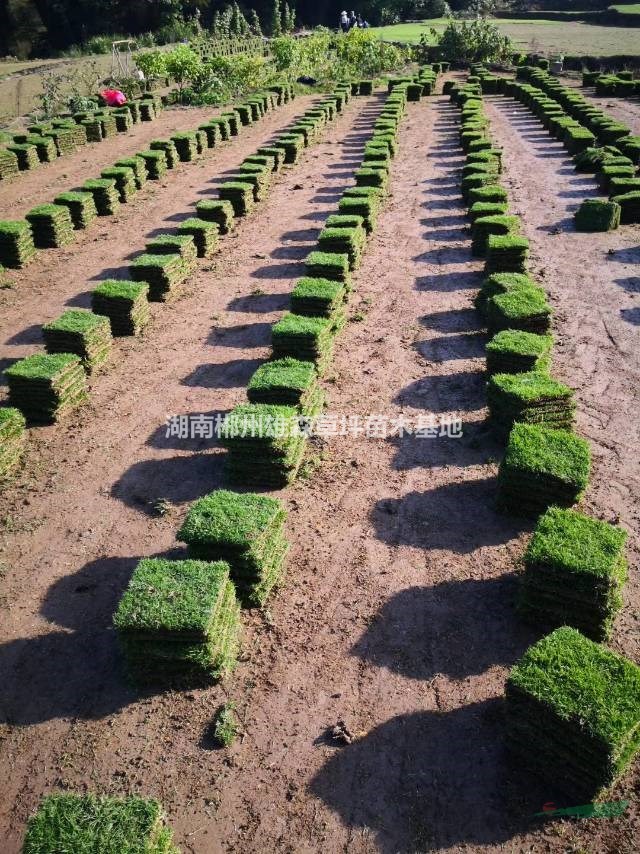 馬尼拉草皮枯黃怎么破？