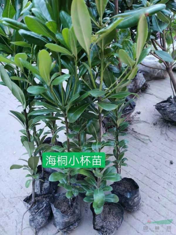 浙江萧山大量供应海桐工程地栽苗小杯苗大杯苗小毛球供应