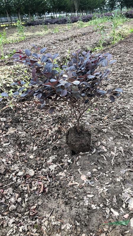 浙江萧山红花继木工程毛球