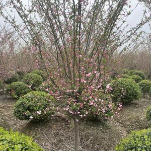 供應優質垂絲海棠5-6-7-8-10公分樹形優美 花色艷麗 庭院綠化風景行道樹 