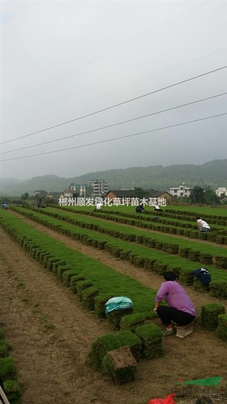 湖南郴州馬尼拉草皮2.2元一捆，馬尼拉草規(guī)格22*22*10